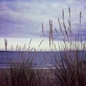 Image of Oh so quiet