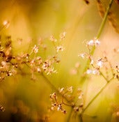 Image of The Dreamer and the Sleeper - Autumn in the Evening