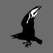 Image of Black Bird