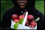 Image of Apples