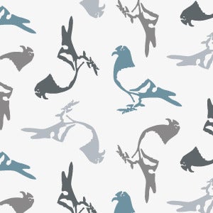 Image of pigeon wallpaper
