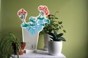 Image of Houseplants: Geranium #1