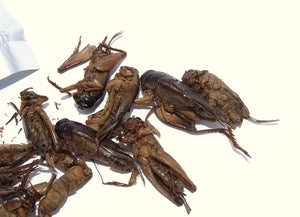 Image of Fried Giant Crickets 