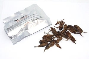 Image of Fried Giant Crickets 