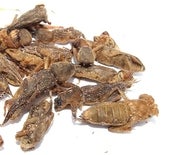 Image of Giant Mole Crickets 