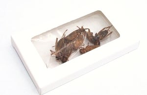 Image of Crunchy Cricket Snax