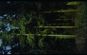 Image of Among The Bones/ Pink Priest split cassette