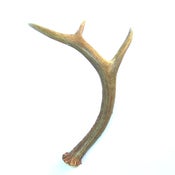 Image of Shed Antler {Vintage}