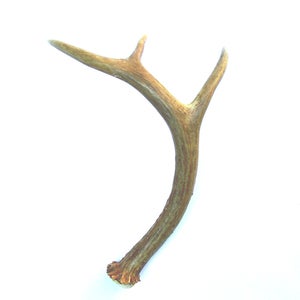 Image of Shed Antler {Vintage}