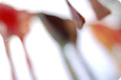 Image of [sotto il sole]