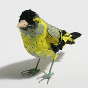 Image of SISKIN