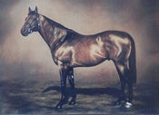 Image of Boxer