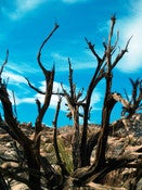 Image of Dead Tree - 4X6 Print