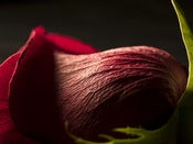 Image of Rose Close Up - 4X6 Print
