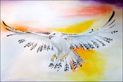 Image of Hawk