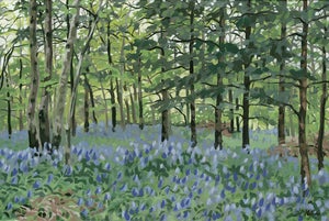 Image of Drumlanrig Bluebells - 12"