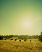 Image of Cows, 24x28 (FRAMED PRINT)
