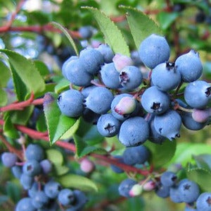 Image - Morning Glory Montana Huckleberry Tea