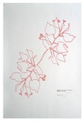Image of Linden Print