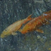 Image of Koi III