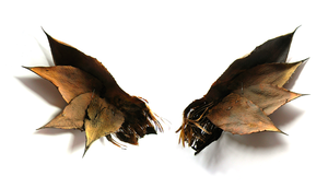 Image of agave wings ~ small