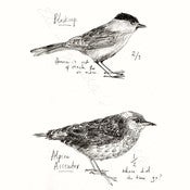 Image of Bird Watching Print - Blackcap & Alpine Accentor