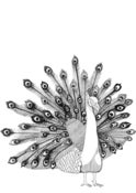 Image of Thursday's Peacock High Quality Hahnemuhle Print 