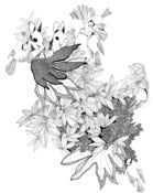 Image of "San Diego Rabbits"
