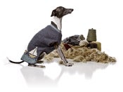 Image of The Casco Bay ™  on UncommonPaws.com