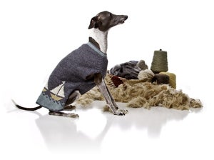 Image of The Casco Bay ™  in the category  on Uncommon Paws.