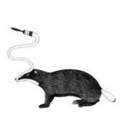 Image of Badger screenprint