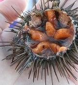 Image of Sea Urchin Caviar