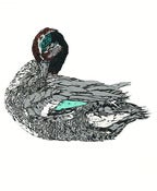 Image of Duck