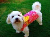 Image of Kimono (Bow)- B05 - Pink Fans