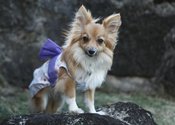 Image of Kimono (Bow) - B18 - Purple Sakura