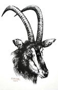 Image of Great Sable Antelope Print by Ben Horton 