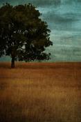 Image of One Tree - Blank Card