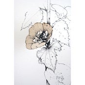 Image of Hollyhocks 