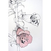 Image of Foxgloves