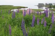 Image of Grand Harbour  - GrandManan,Canada