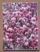 Image of Barossa Valley Wildflowers Australiana postcard