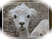 Image of Alpaca postcard