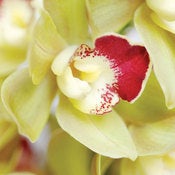 Image of Cymbidium Orchid 1