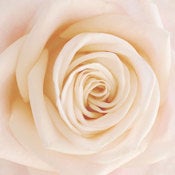 Image of Cream Rose