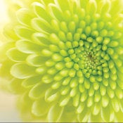 Image of Chrysanthemum