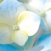 Image of Hydrangea 1