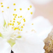 Image of White Blossom *On Sale*