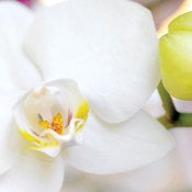 Image of Phalaenopsis Orchid