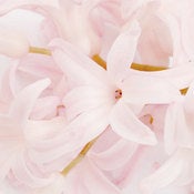 Image of Hyacinth 1 *On Sale*