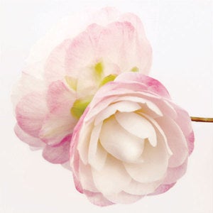 Image of Camellia *On Sale*